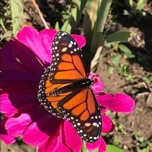 Meet your Posher, Lisa